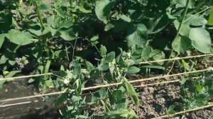 Горох (асбұршақ)  өсіру әдісім////