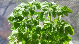 Самый надежный способ вырастить здоровую рассаду  Пикировка томатов