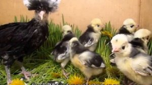 Голландские куры