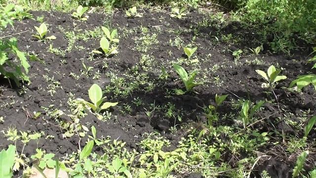 Начало цветения акации. Полезные растения рядом с ульями. смотреть онлайн