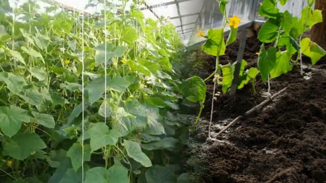 Это поможет продлить плодоношение огурцов в теплице смотреть онлайн