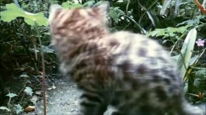 Хит - парад дикой природы