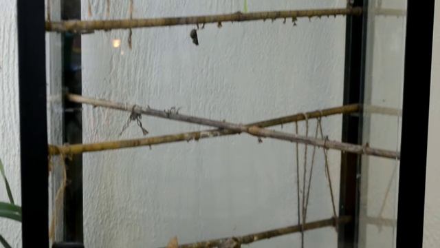 Коконы бабочек смотреть онлайн