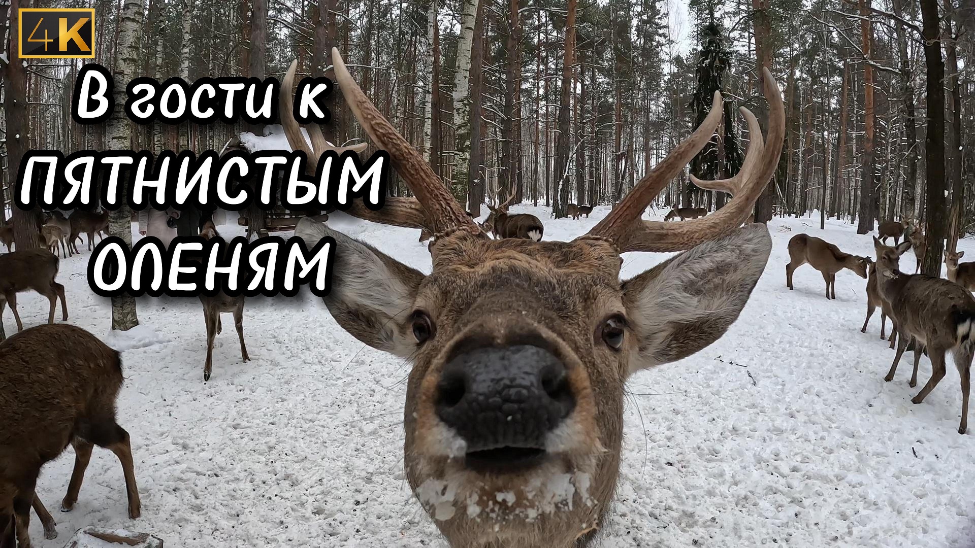 В гости к Пятнистым Оленям