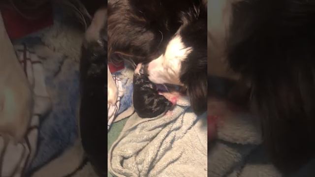 Border Collie Giving Birth to puppies