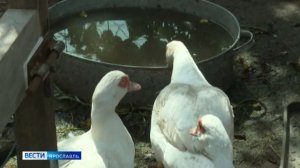 Лесные жители Ярославской области часто выходят к людям