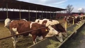 КРС Дойные коровы Красно-пестрой породы