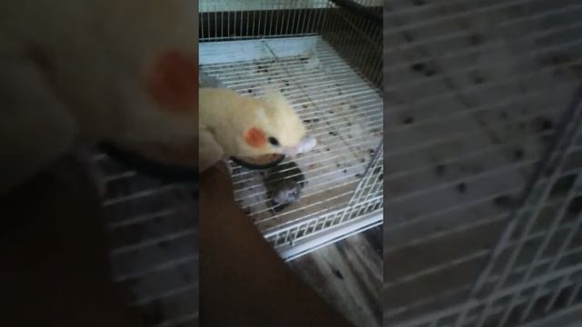 Мой попугай корелла, играем с ним!!