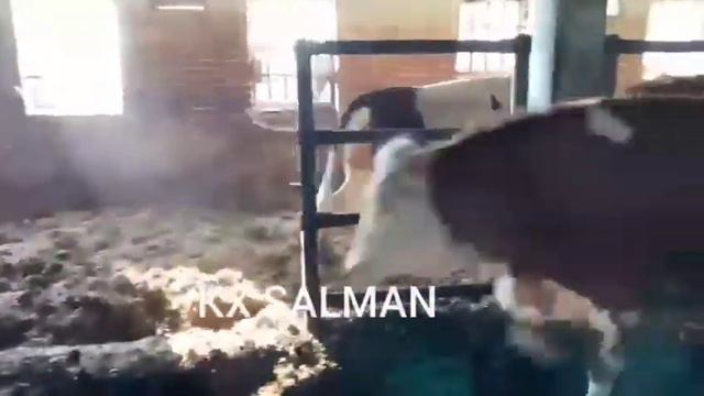 Симментал племенные  тёлки, нетели, стельные KX SALMAN