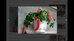 4 правила ухода за акалифой, чтобы цветок выпустил красивые пышные хвостики