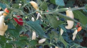 Aji Chayusa Ruso, ягодный перец, бакатум. похож на Challuaruro