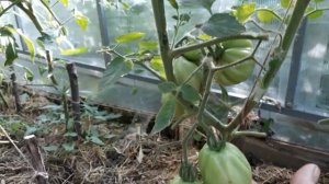 Томаты фирмы ,,Партнер,, и не только.⚘⚘⚘??????