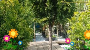 Туя на штамбе Корник. Краткий обзор, описание характеристик thuja plicata Kornik