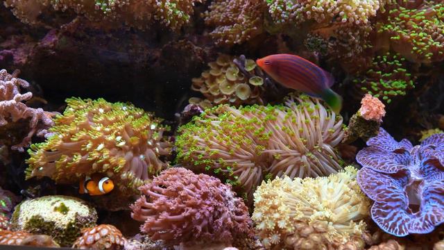 GERMAN REEF TANKS - Mixed Coral Aquarium (400 Liter / 100 Gallon) *epic ...