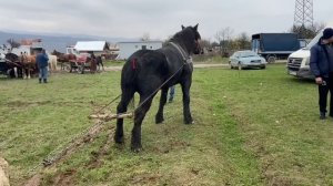 Targ de cai Sighetu-Marmatiei, Maramures#2.11.2020