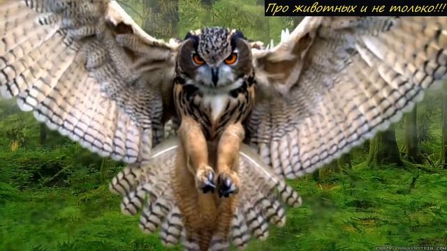 Он фотографировал в небе необычную картину , не ожидая что произойдёт через секунды! смотреть онлайн