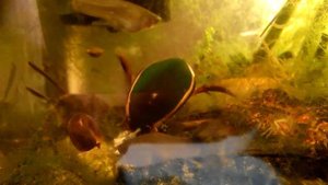 жук плавунец в палюдариуме