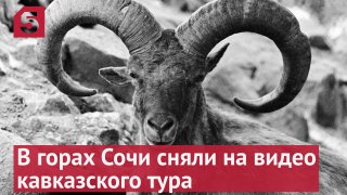 В Сочи с помощью беспилотника сняли на видео кавказского тура.