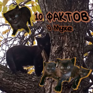 10 ФАКТОВ О МУХЕ!