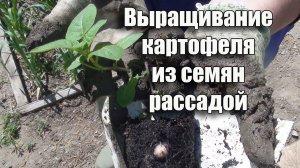 СУПЕРЭЛИТА КАРТОФЕЛЯ из СЕМЯН. Рассада Картофеля – высадка в грунт / 5 мая
