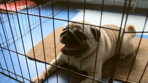 Гостиница для собак