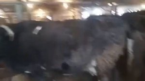 Бычки на убой, бычки на откорме. Продажа КРС разных пород коров. agrokros.ru agrokros.ru #крс