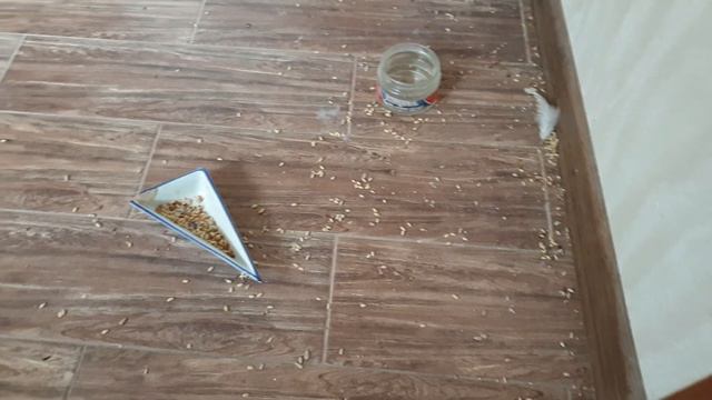 Петя и компания. Часть 51 (КТО ЖЕ УБИРАЕТСЯ У АННЫ???) смотреть онлайн