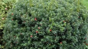 Растения для живой изгороди. Топ-17 лучших кустарников.