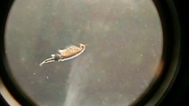 Жаброног обыкновенный смотреть онлайн