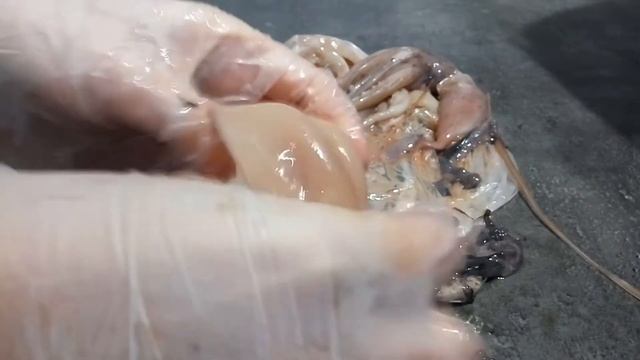 How to / Чистим целого кальмара быстро и правильно / Мастер-класс /  Лайфхаки по разделке кальмара