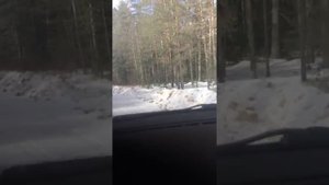 Непонятное существо в лесу