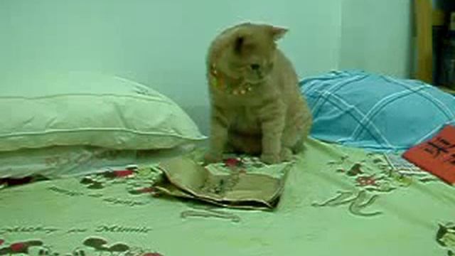 Смешные коты и кошки. Чего боятся коты?