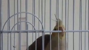 корелла 2 месяца самка поет