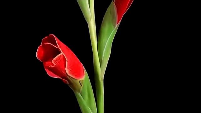 Сотвори Дивный праздник в душе смотреть онлайн