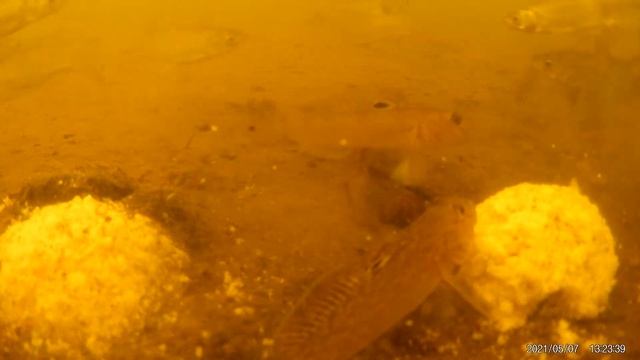 ? Реакция рыбы на СЛИВОВЫЙ СИРОП. Подводная съемка рыбы. Карась/карп, плотва, уклейка на сливу. смотреть онлайн