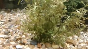 Почему не растут растения в аквариуме????