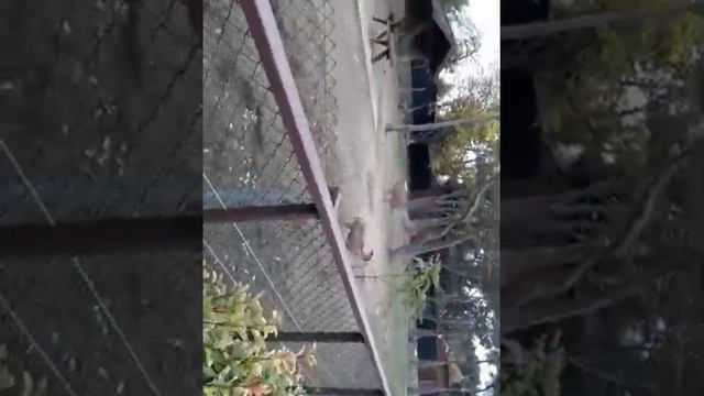 Национальный зоопарк. 4 часть.Milli heyvanxana. смотреть онлайн