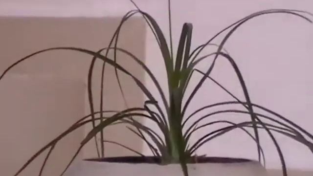 PANASONIC SDR-H101.mov смотреть онлайн