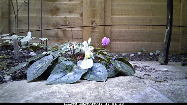 I have been losing Cyclamen flowers so, set up a hidden camera and caught the culprits! смотреть онлайн