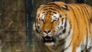 Неповторимый звук тигра 🐅🐯🐅