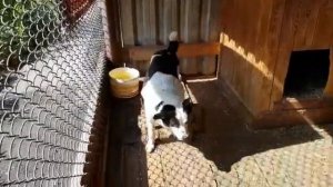 Карельская медвежья лайка. В ожидание нового потомства.