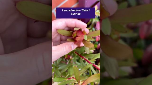 Exotic #protea flower budding up in my #tropicalgarden 🌱 #leucadendron смотреть онлайн