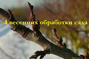4 весенних обработки сада