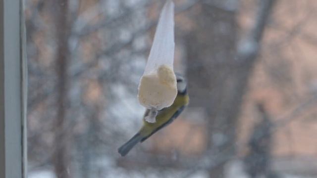 БУНКЕРНАЯ КОРМУШКА ДЛЯ ПТИЦ СВОИМИ РУКАМИ