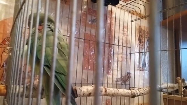 Ну очень СМЕШНОЙ ПОПУГАЙ тАНЦуЕт. Александрийский попугай. ТАНЕЦ