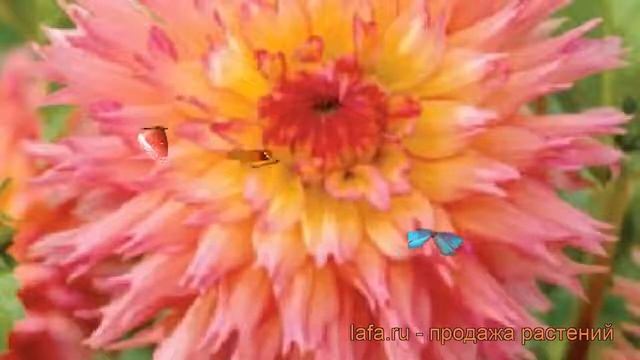 Георгина бахромчатая Ненекази (dahlia nenekazi) ? обзор: как сажать, рассада георгины Ненекази