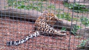 Амурский леопард моется Amur Leopard is washing himself