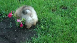 ПОМЕРАНСКИЙ ШПИЦ NORRIS ELENHOUSE, возраст 3 месяца