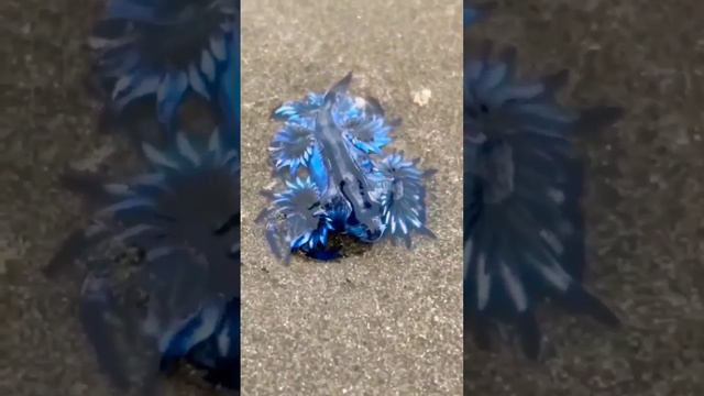 The blue dragon (Glaucus atlanticus)