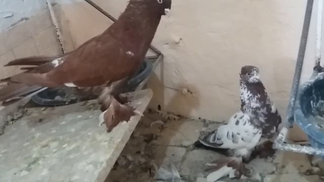 Настоящие андижанские голуби Узбекистан г. Андижан. Pigeons. Tauben.
